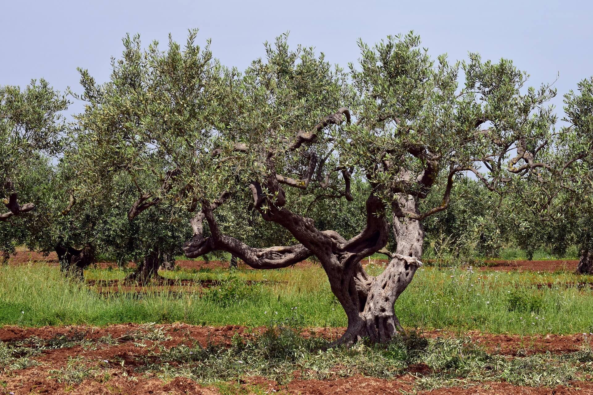 Olive tree. Оливковое дерево в Сербии. Масленичное дерево. Старые оливковые деревья. Древнейшие оливковые деревья.